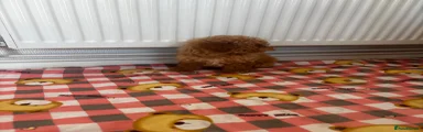 Toy Poodle Puppy 3