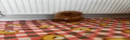 Toy Poodle dogs for sale: minature poodle pups available  in Uckfield - Advert 5