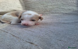 Mixed Breed dogs for sale: Spanish jack Russell (bodeguero) x border collie - Image 9