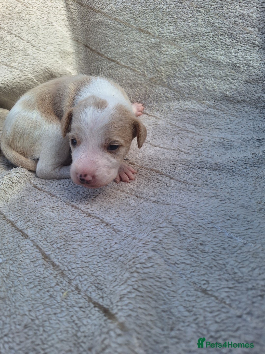 Mixed Breed dogs for sale: Spanish jack Russell (bodeguero) x border collie - Image 9