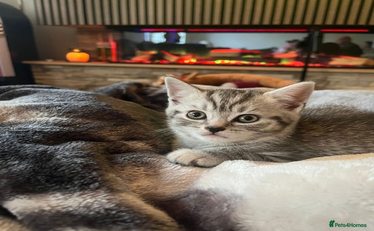 Mixed Breed cats - Advert 16