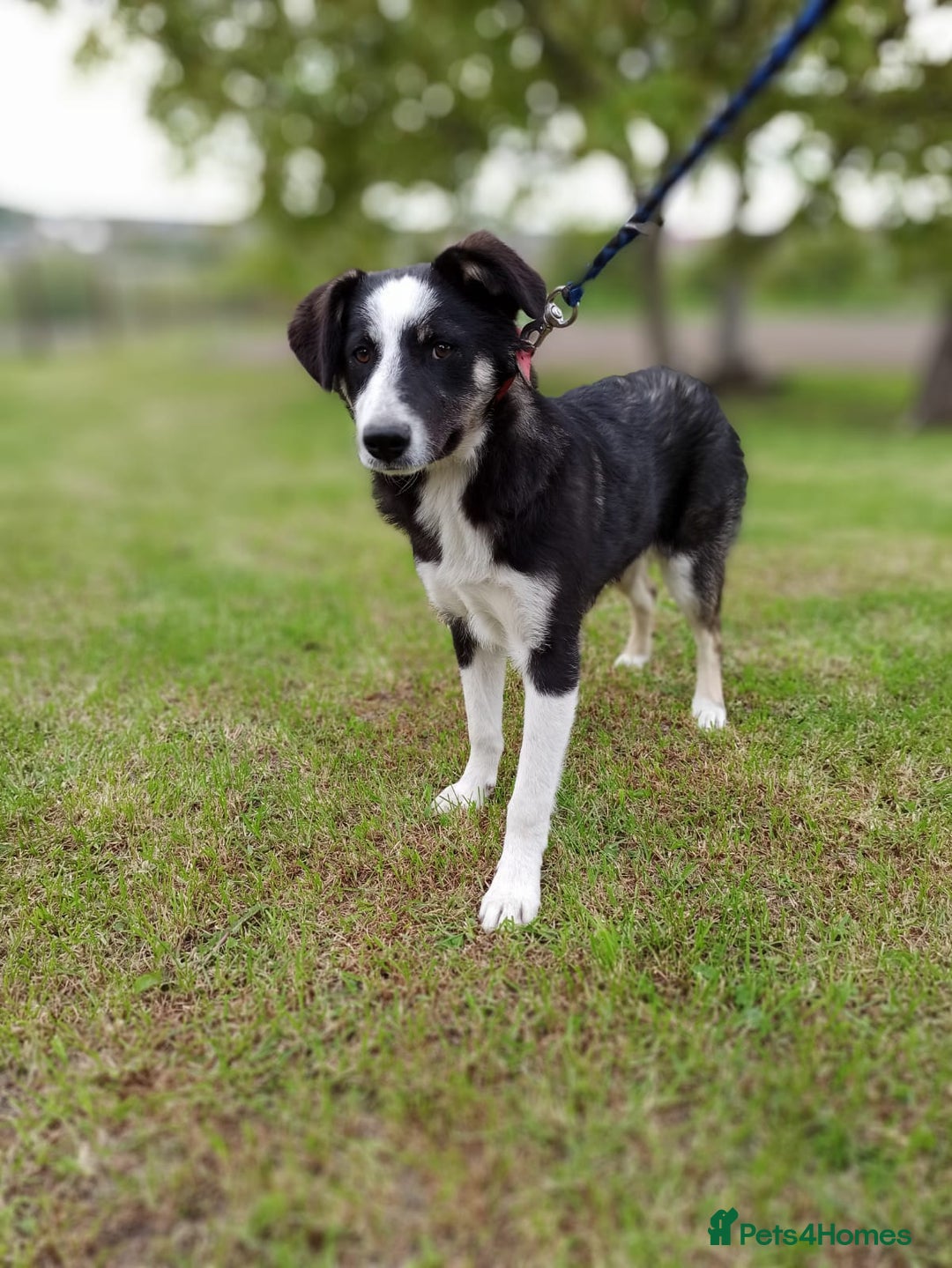 Mixed Breed dogs for adoption: 💙BENNY💙 – Dreams of His First Birthday at Home - Advert 17