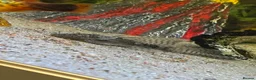Plecos fish for sale: 2 MALE Breeding age Longfin Bristlenose - Advert 7