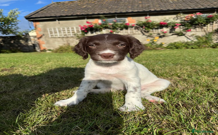 English Springer Spaniel dogs - Advert 8