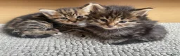 Mixed Breed cats for sale: Adorable kittens ready for a new home ❤️ - Advert 8