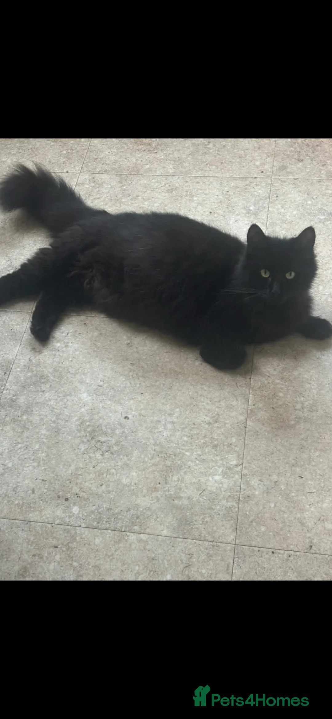 Mixed Breed cats for sale: 3 black kittens and 1 with white spot under neck in Sudbury - Advert 13