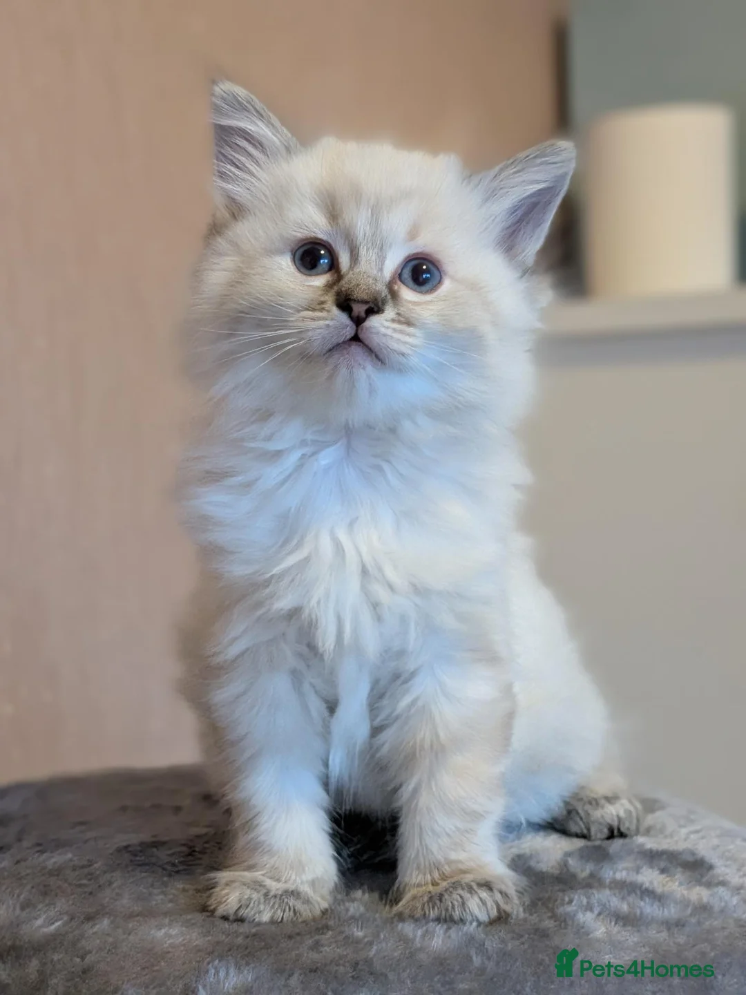Ragdoll cats for sale: Beautiful Ragdoll kittens  in Manchester - Advert 11
