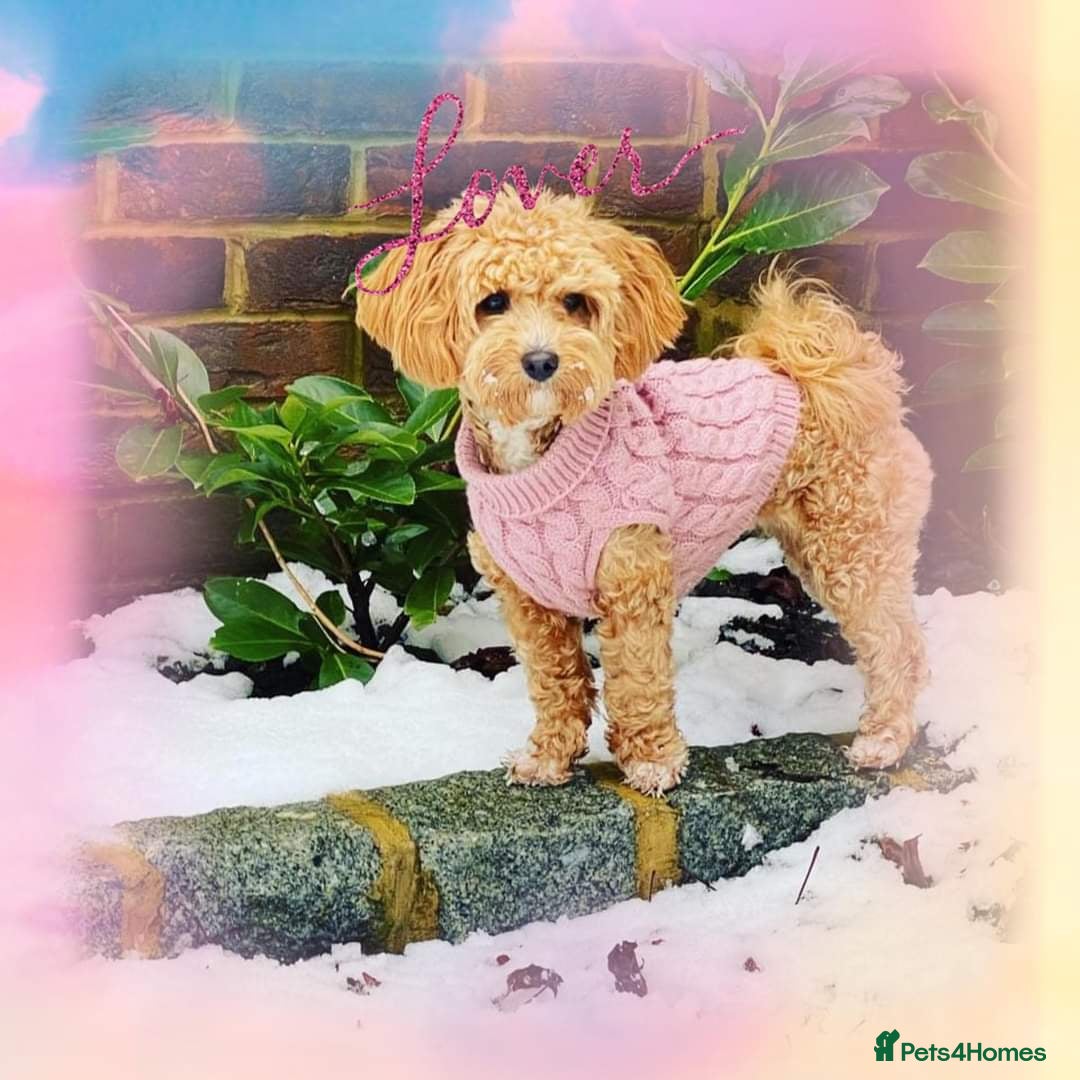 Maltipoo dogs for sale: DNA health tested maltipoo puppies  - Advert 11