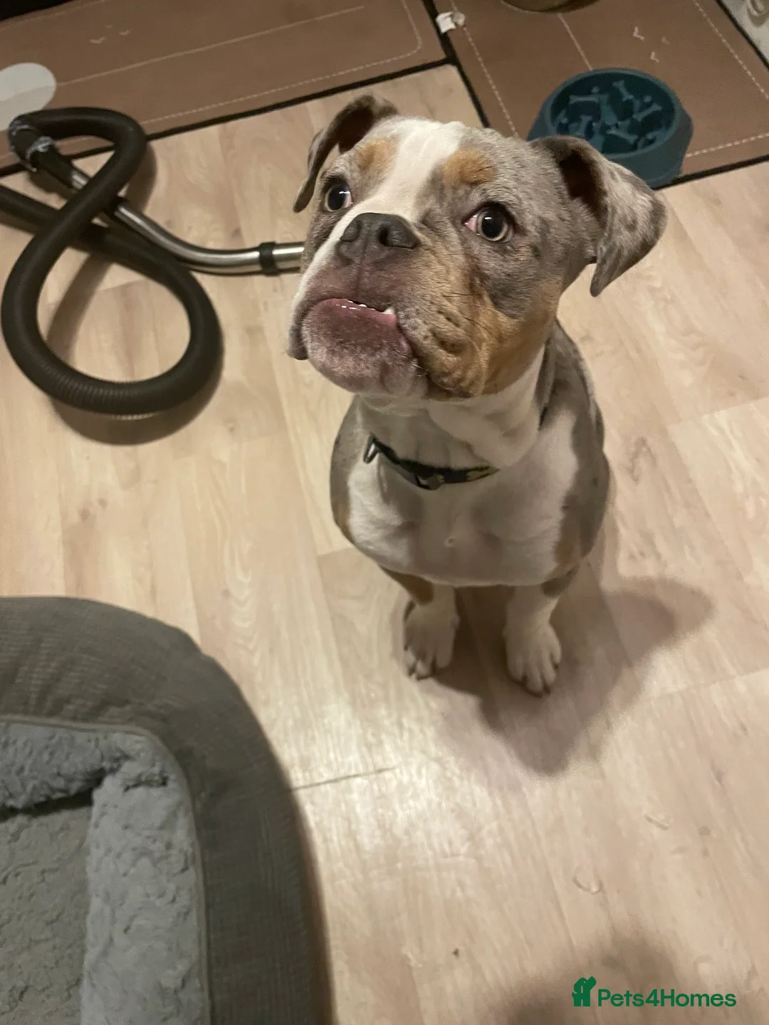 Old Tyme Bulldog dogs for sale: Merle old tyme English girl  - Advert 4
