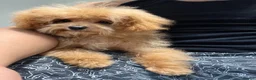 Maltipoo dogs for sale: Low price!⭐️F1B Maltipoo⭐️Exceptional bloodline - Advert 2