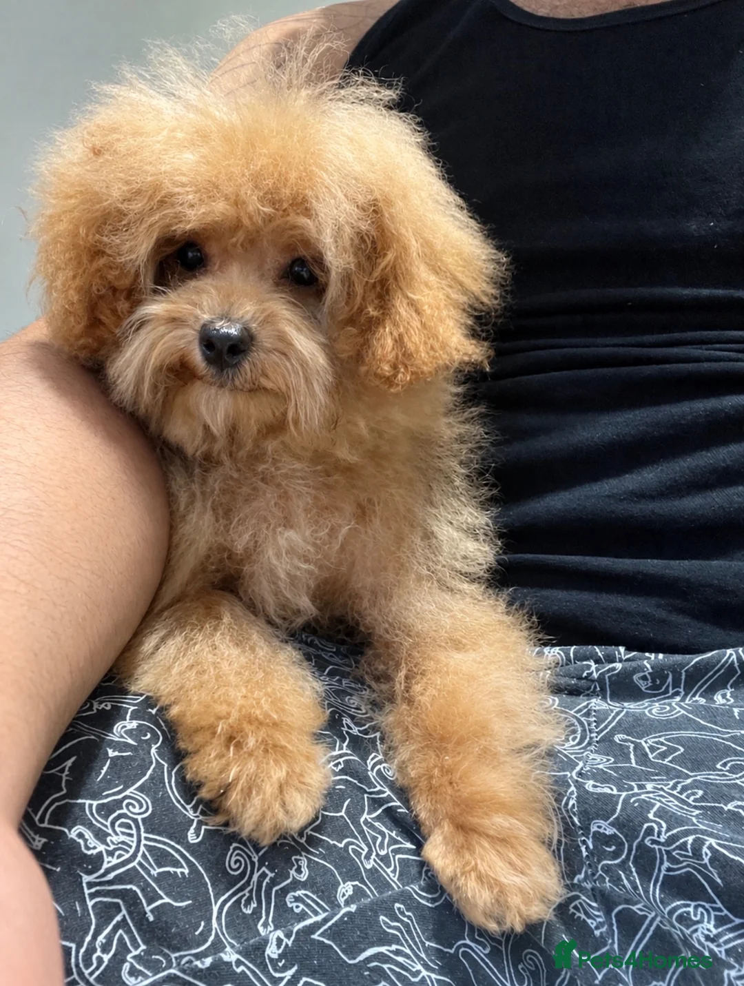 Maltipoo dogs for sale: Low price!⭐️F1B Maltipoo⭐️Exceptional bloodline - Advert 2