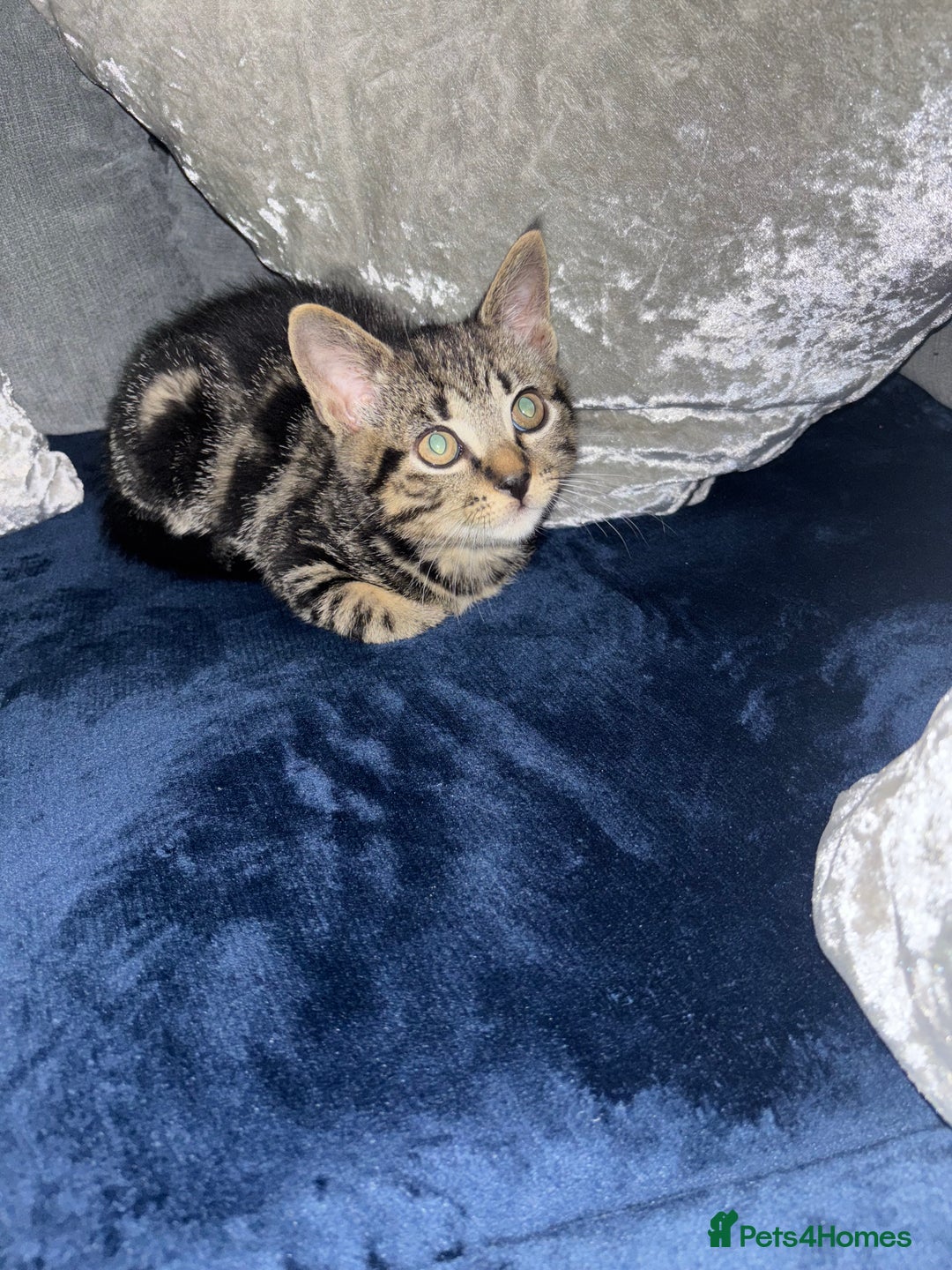 American Shorthair cats for sale: Tabby Kitten  - Image 3