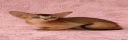 Abyssinian cats for sale: Gorgeous Abyssinian ruddy girls🤎❤️ - Advert 30