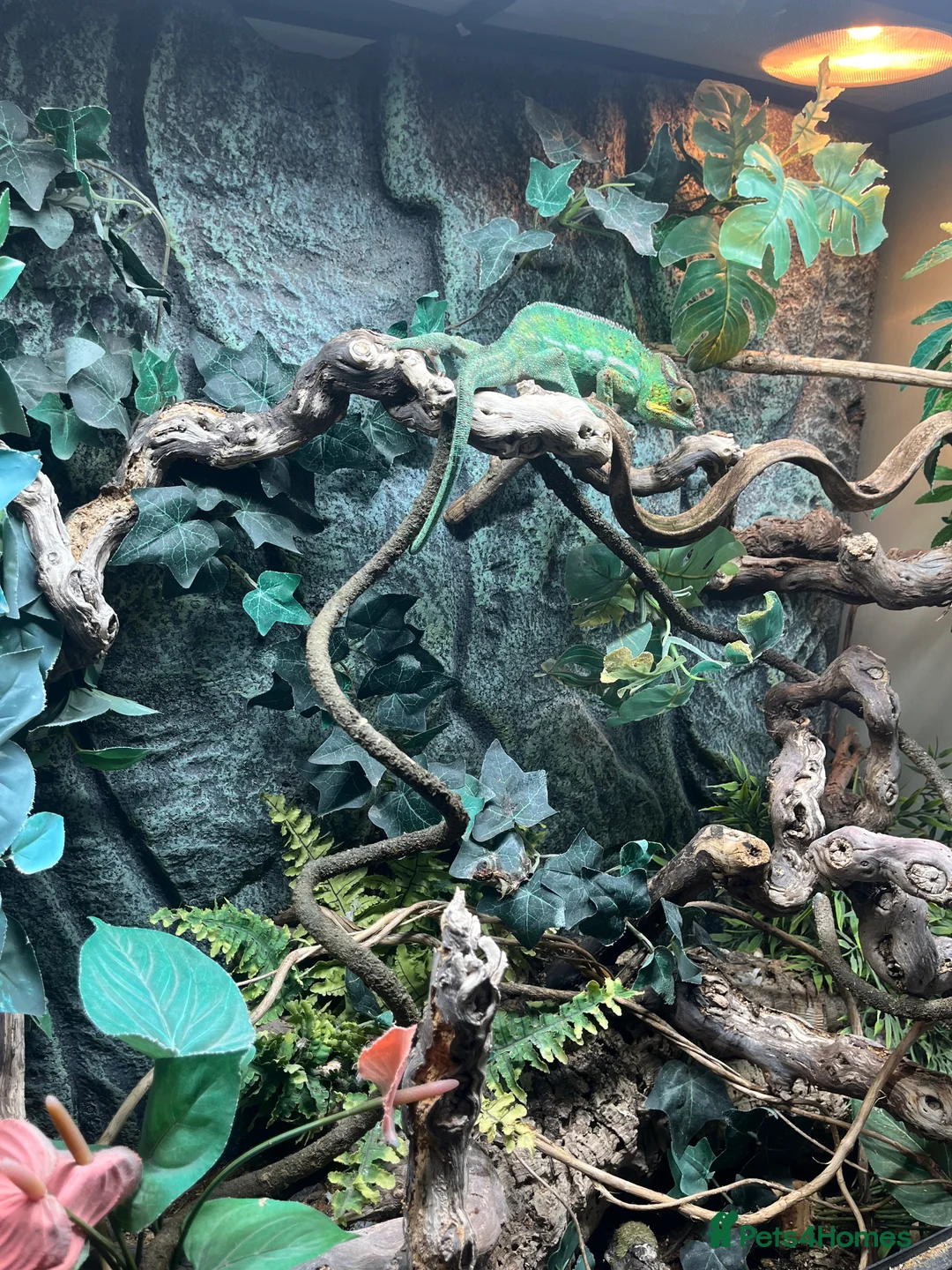 Chameleon reptiles for sale: Super Tame Panther Chameleon - Nosy Be - Advert 11