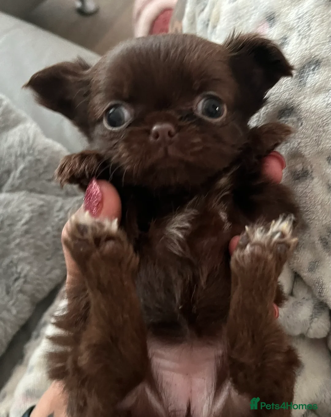 Chihuahua dogs for stud: STUNNING KC LILAC BOY FOR STUD DUTIES  in Birmingham - Advert 12