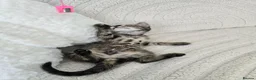 Bengal cats for sale: Bengal cross kittens - Advert 18