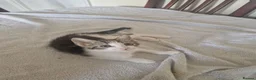 Mixed Breed cats for sale: Beautiful male kitten for sale  - Advert 5