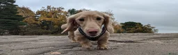 Miniature Dachshund dogs for sale: Two long haired mini dachshunds to go together in Macclesfield - Advert 13