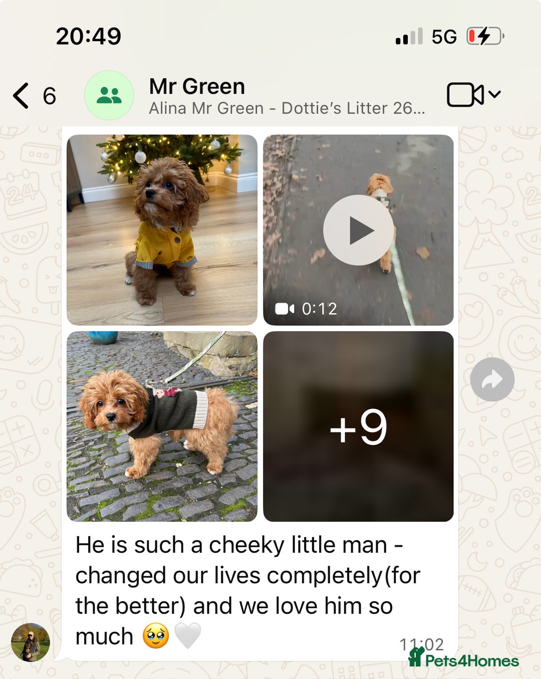 Goldendoodle dogs for sale: multigenerational Australian Red double doodles  - Advert 29