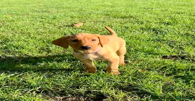 Labrador Retriever dogs - Advert 14