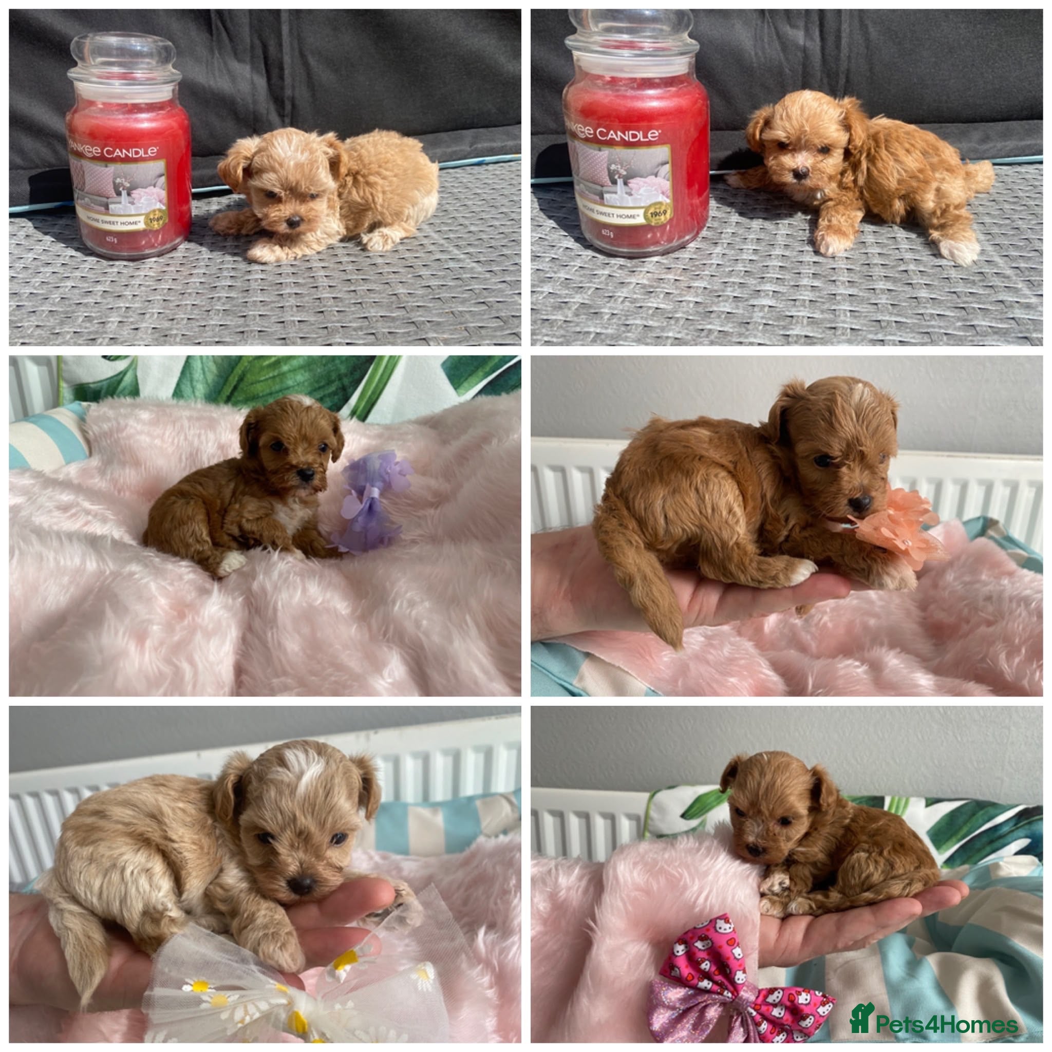 Maltipoo dogs Extensively DNA tested Asian maltipoo puppies  - Advert 2