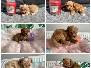Maltipoo dogs Extensively DNA tested Asian maltipoo puppies - Advert 2