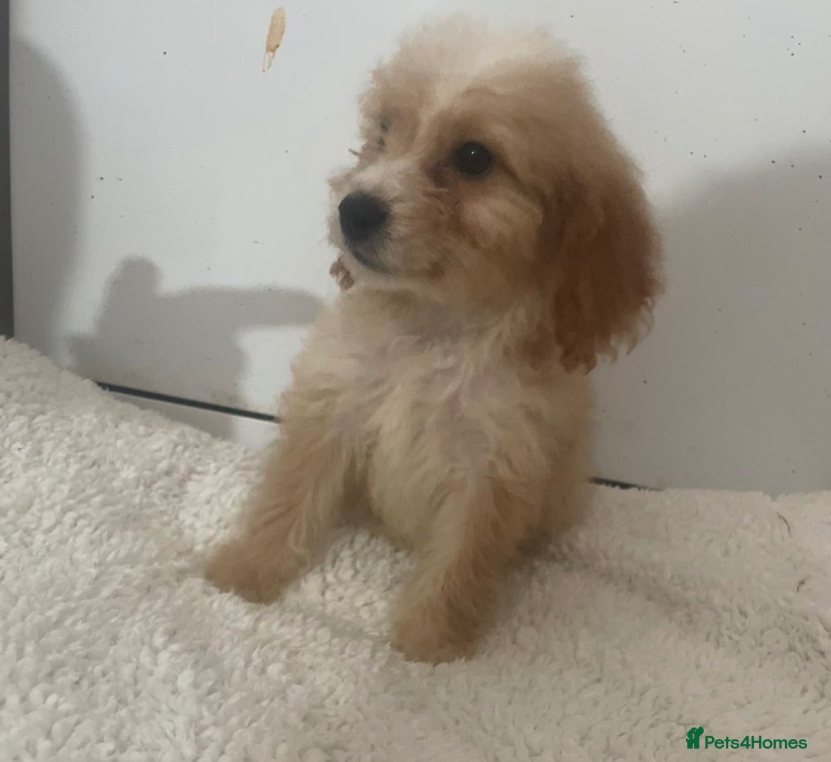 Cockapoo dogs Cockapoo puppy’s for sale  - Advert 5