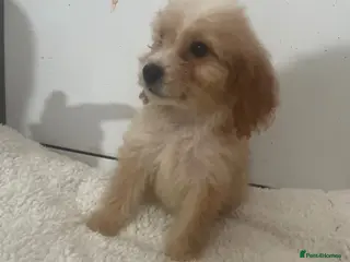 Cockapoo dogs Cockapoo puppy’s for sale - Advert 5
