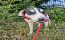 Mixed Breed dogs for adoption: OTIS - a Handsome and gentle boy for a Loving Home - Image 4