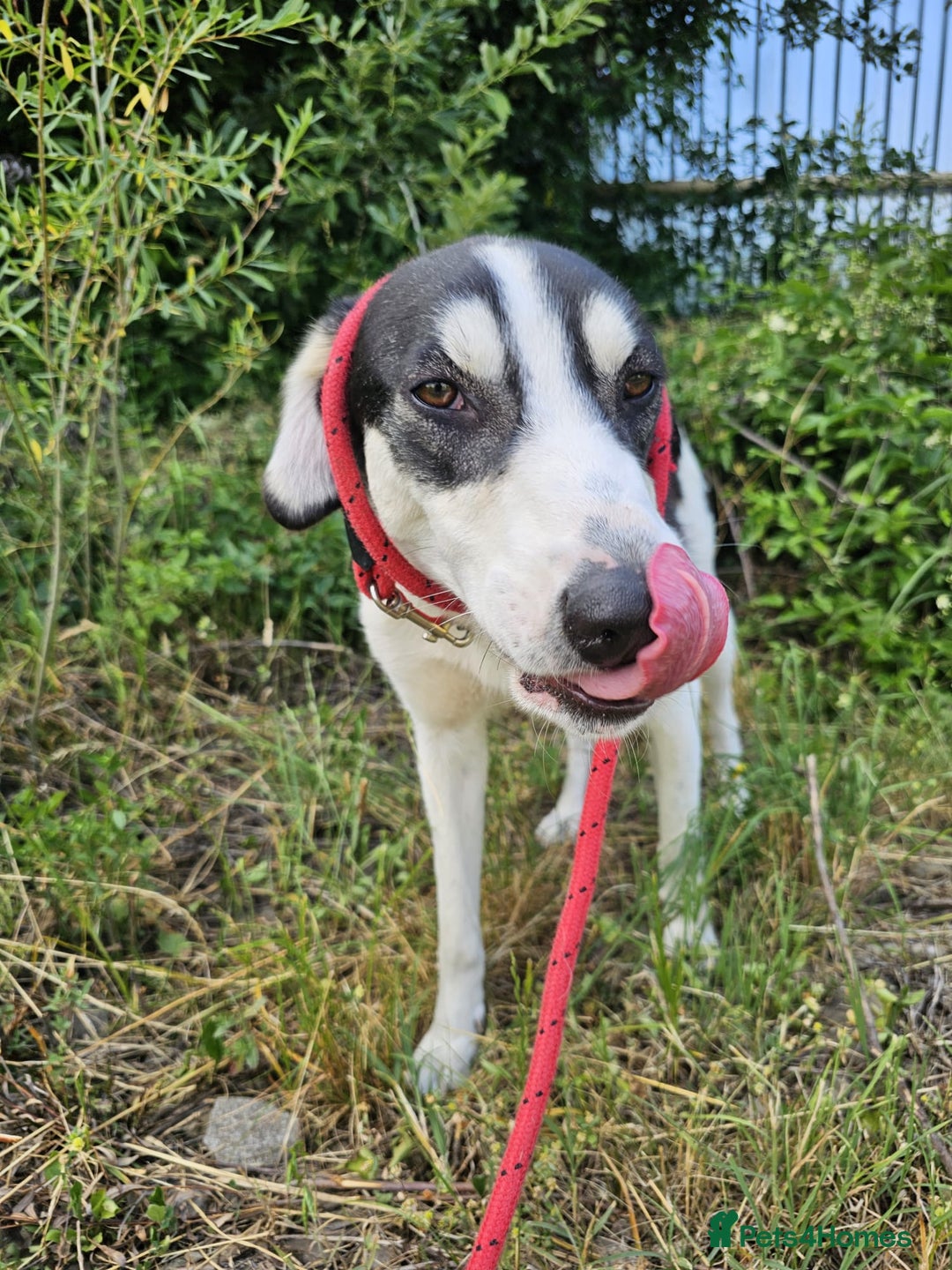 Mixed Breed dogs for adoption: OTIS - a Handsome and gentle boy for a Loving Home - Image 4