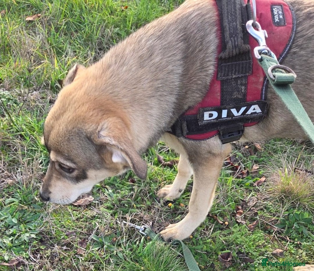 Mixed Breed dogs for adoption: 🐾DALIDA, Grace, Strength & a Heart Full of Love💛 - Advert 6