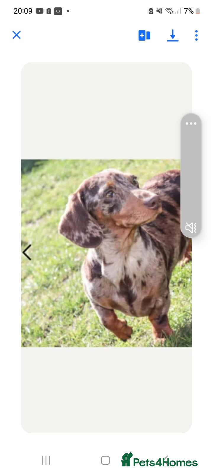 Dachshund dogs Miniature dachshund puppies for sale - Advert 6