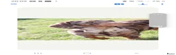 Dachshund dogs for sale: Miniature dachshund puppies for sale - Advert 1