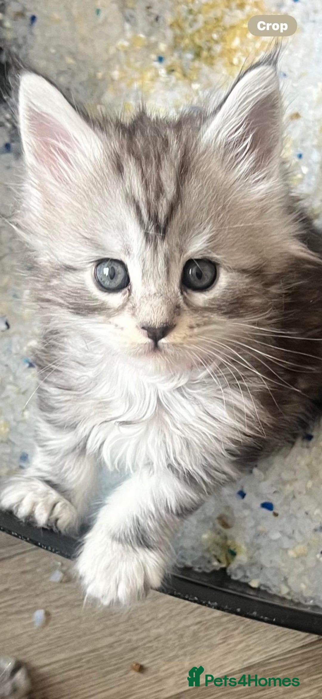 Maine Coon cats for sale: 🐾 Proven TICA  Maine Coon Queen – Black Smoke 🐾 - Image 6