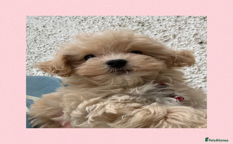 Maltipoo dogs - Advert 12