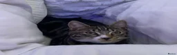 Mixed Breed cats for sale: Beautiful male kitten 6 months old in Norwich - Advert 9