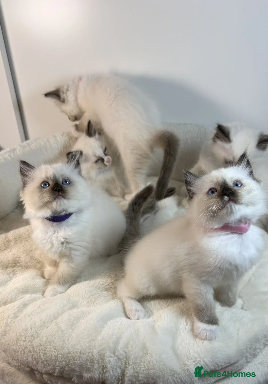Ragdoll cats for sale: GCCF Ragdoll Sealpoint Mitted kitten - Advert 40