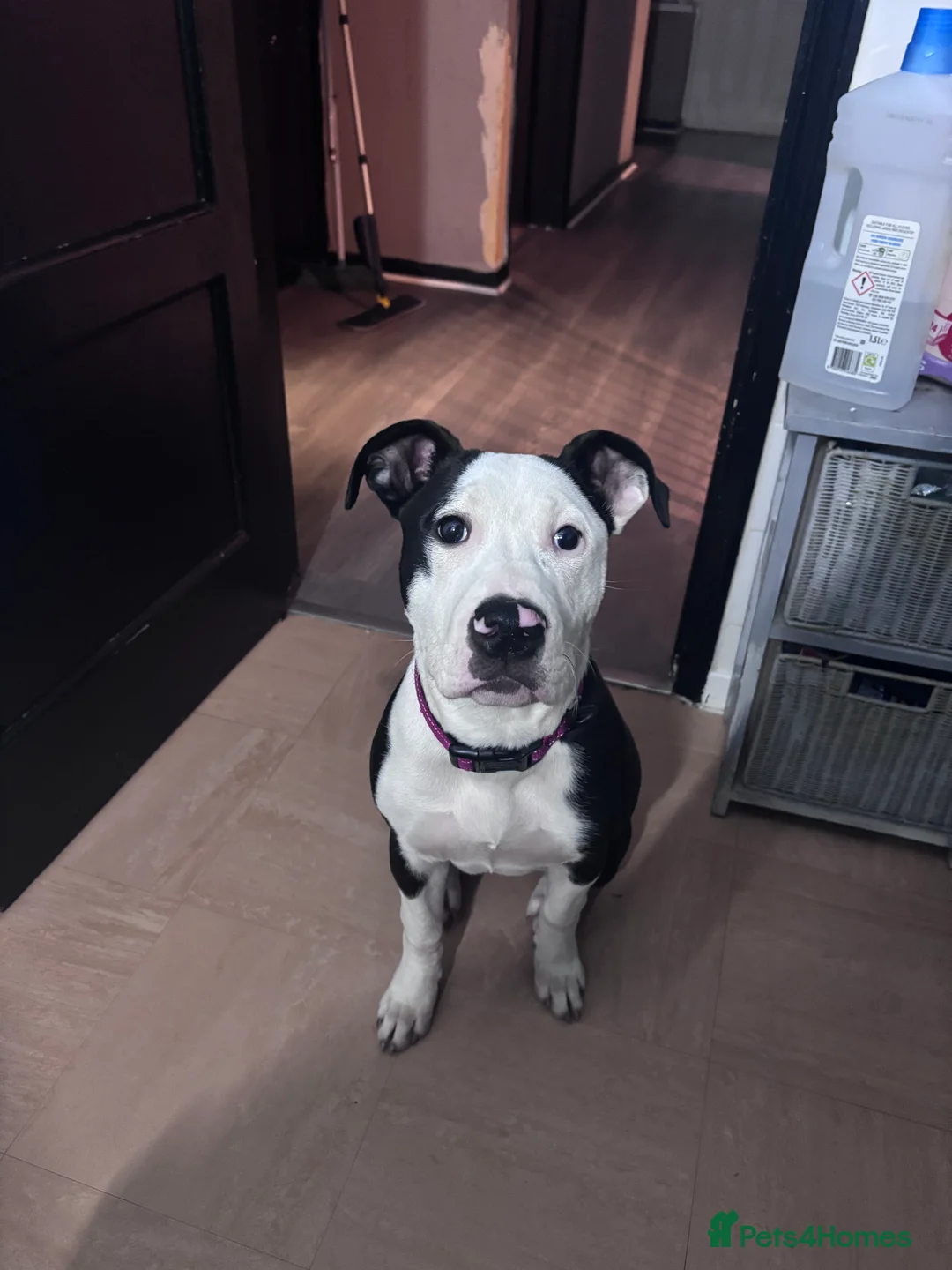 Mixed Breed dogs for sale: Bull mastiff cross staff female  - Advert 3