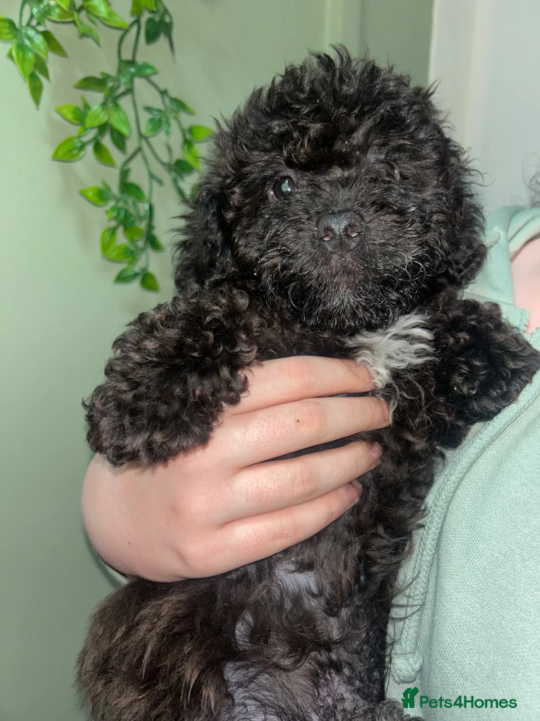 Cavapoo dogs for sale: BEAUTIFUL TOY CAVAPOOS - Advert 22