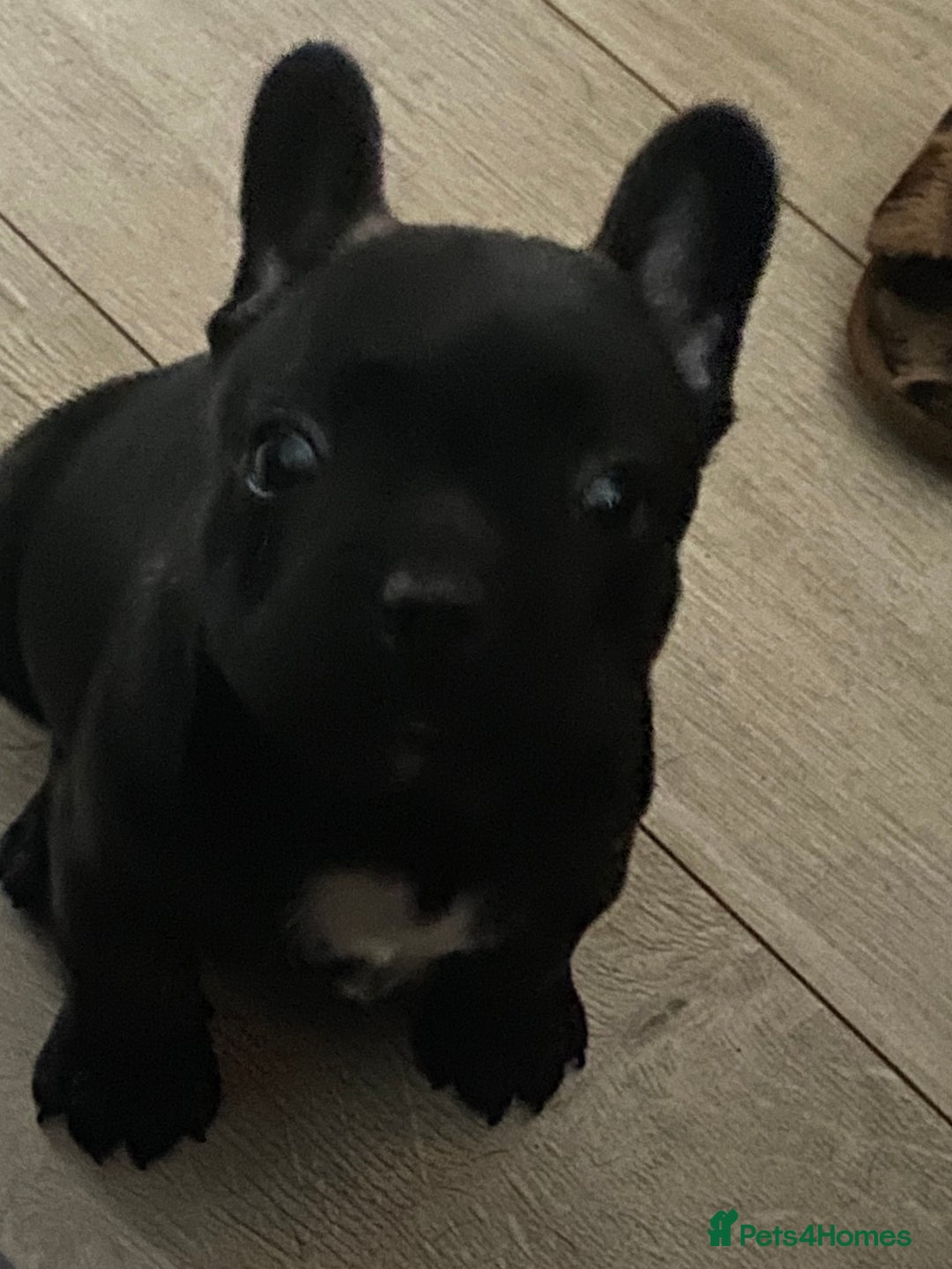 French Bulldog dogs for sale: Adorable male French bulldog puppy ready now - Advert 15