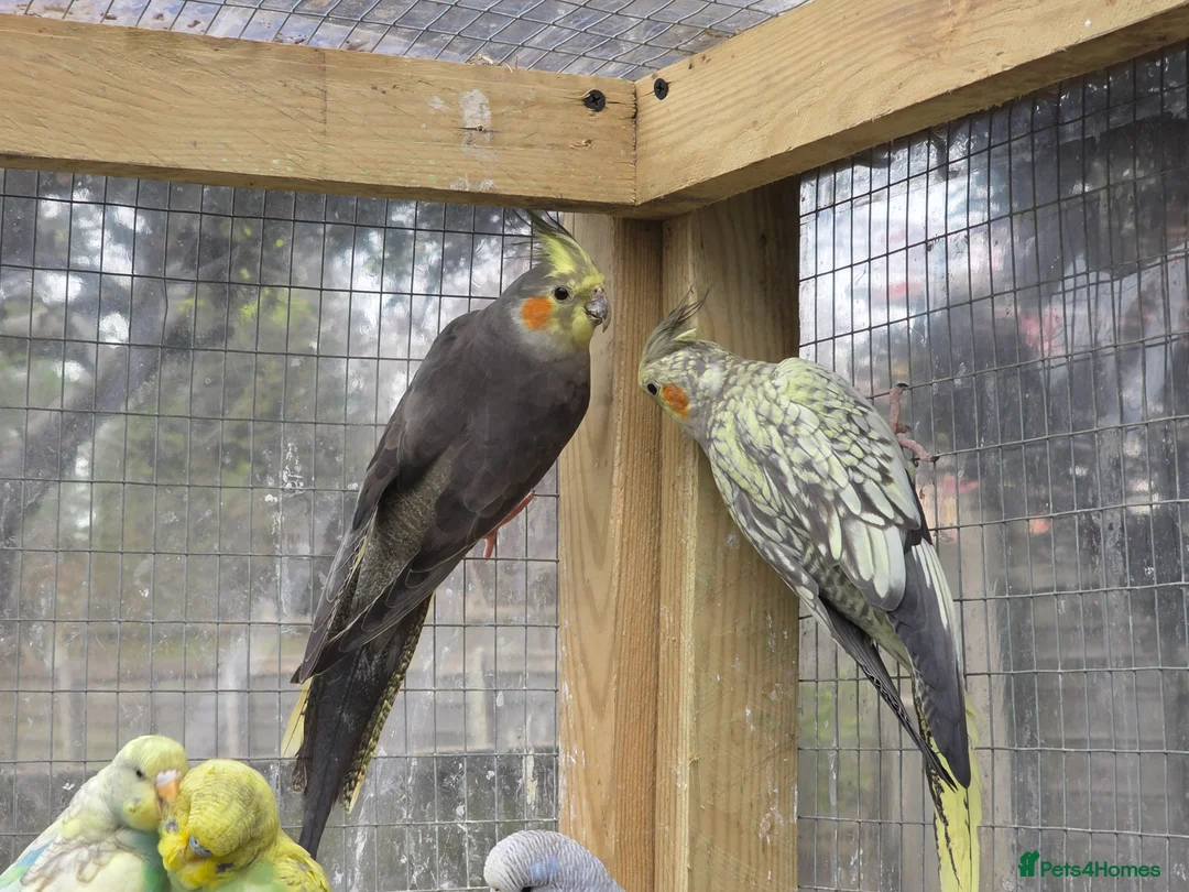 Cockatiels birds for sale: Beautiful cockatiels for sale  - Advert 2