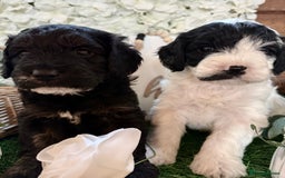 Cockapoo dogs for sale: Gorgeous Cockapoo puppies - Advert 2