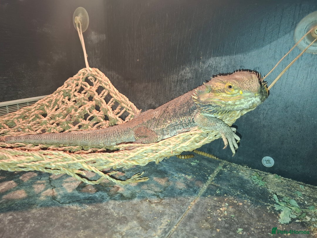 Bearded Dragon reptiles for sale: Bearded Dragon £300 - Advert 1