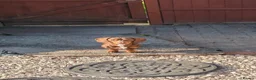 Miniature Dachshund dogs for sale: Beautiful smooth haired miniature duchounds - Advert 14