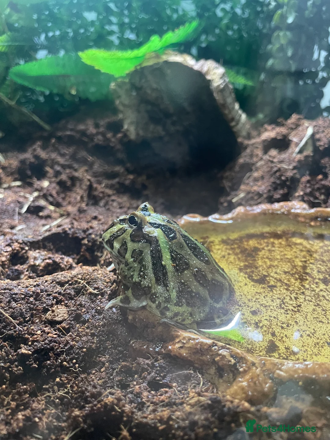 Frog reptiles for sale: Packman Frog  - Advert 4