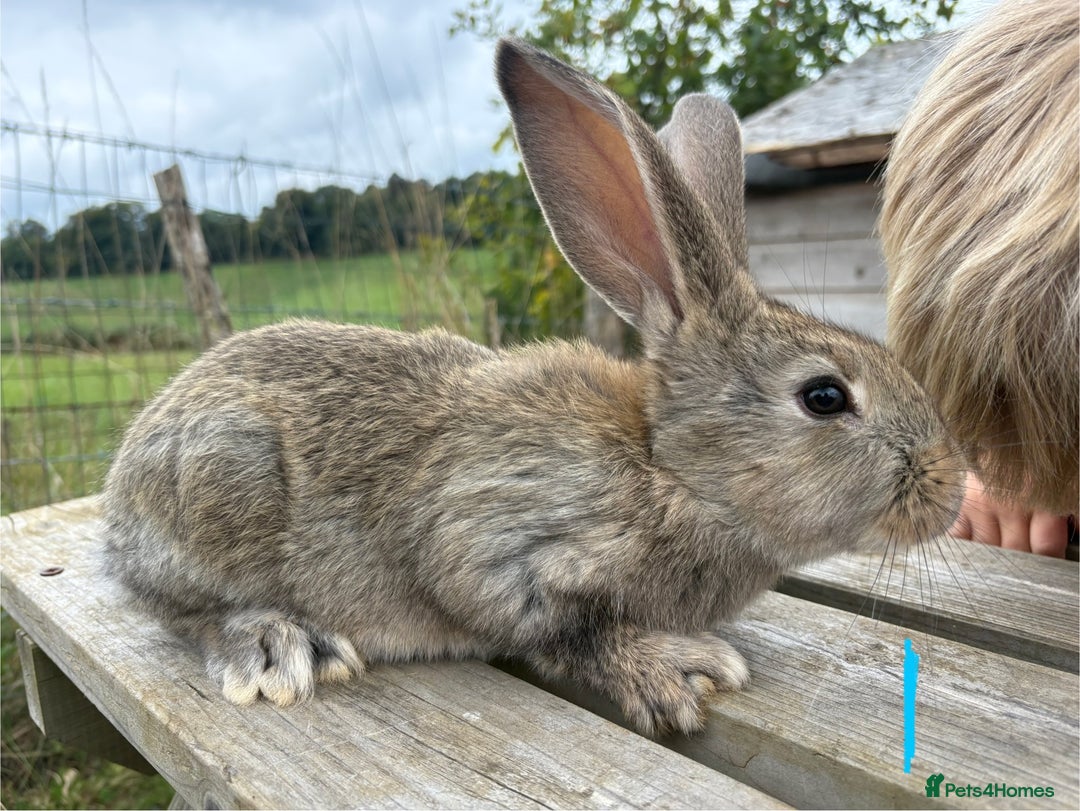 Continental Giant rabbits for sale: Pure breed very large Giant continental rabbits  - Image 3