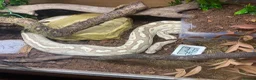 Python Snake reptiles for sale: Ball Pythons looking for new home  - Advert 9
