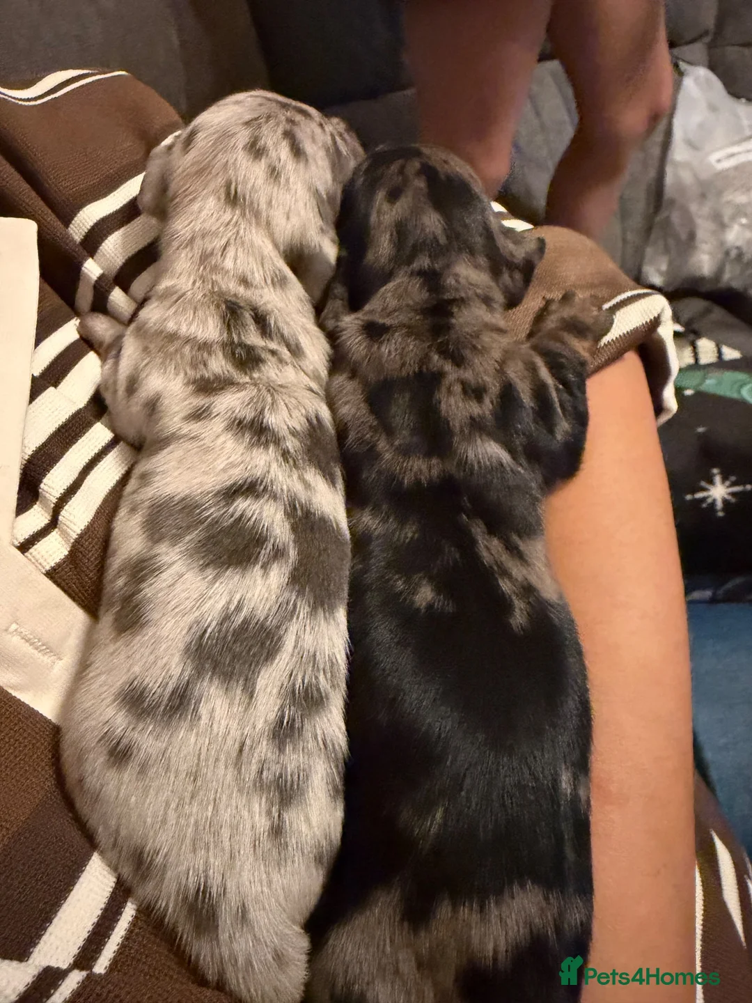 Miniature Dachshund dogs for sale: 4 stunning girl miniature dachshunds  - Advert 2