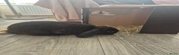 Mini Lop rabbits for sale: 5month old Lop female bunny  in Leigh-on-Sea - Advert 2