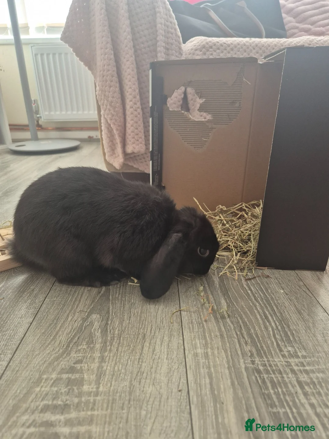 Mini Lop rabbits for sale: 5month old Lop female bunny  in Leigh-on-Sea - Advert 2